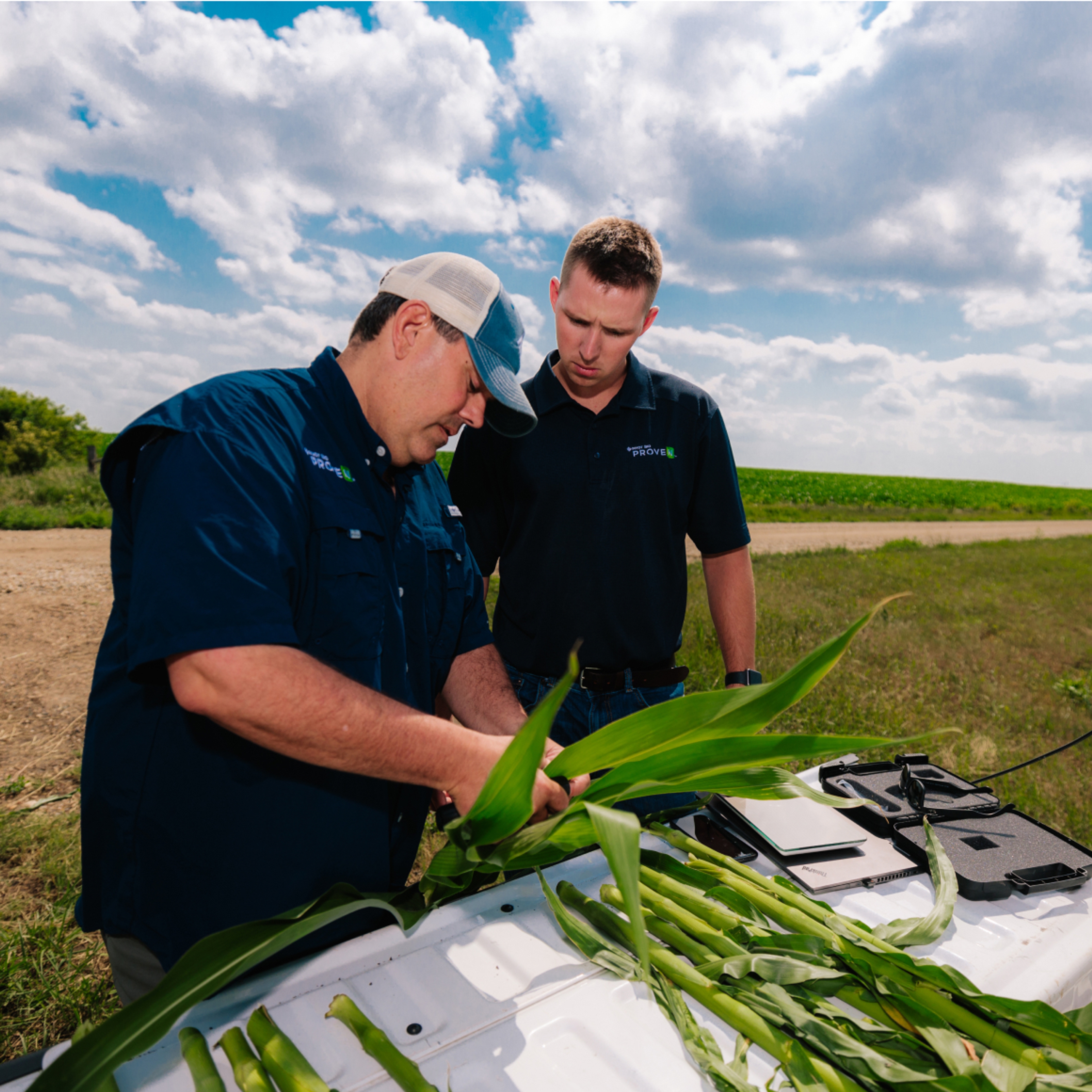 Pivot Bio Representatives looking at a corn plant in a corn field
