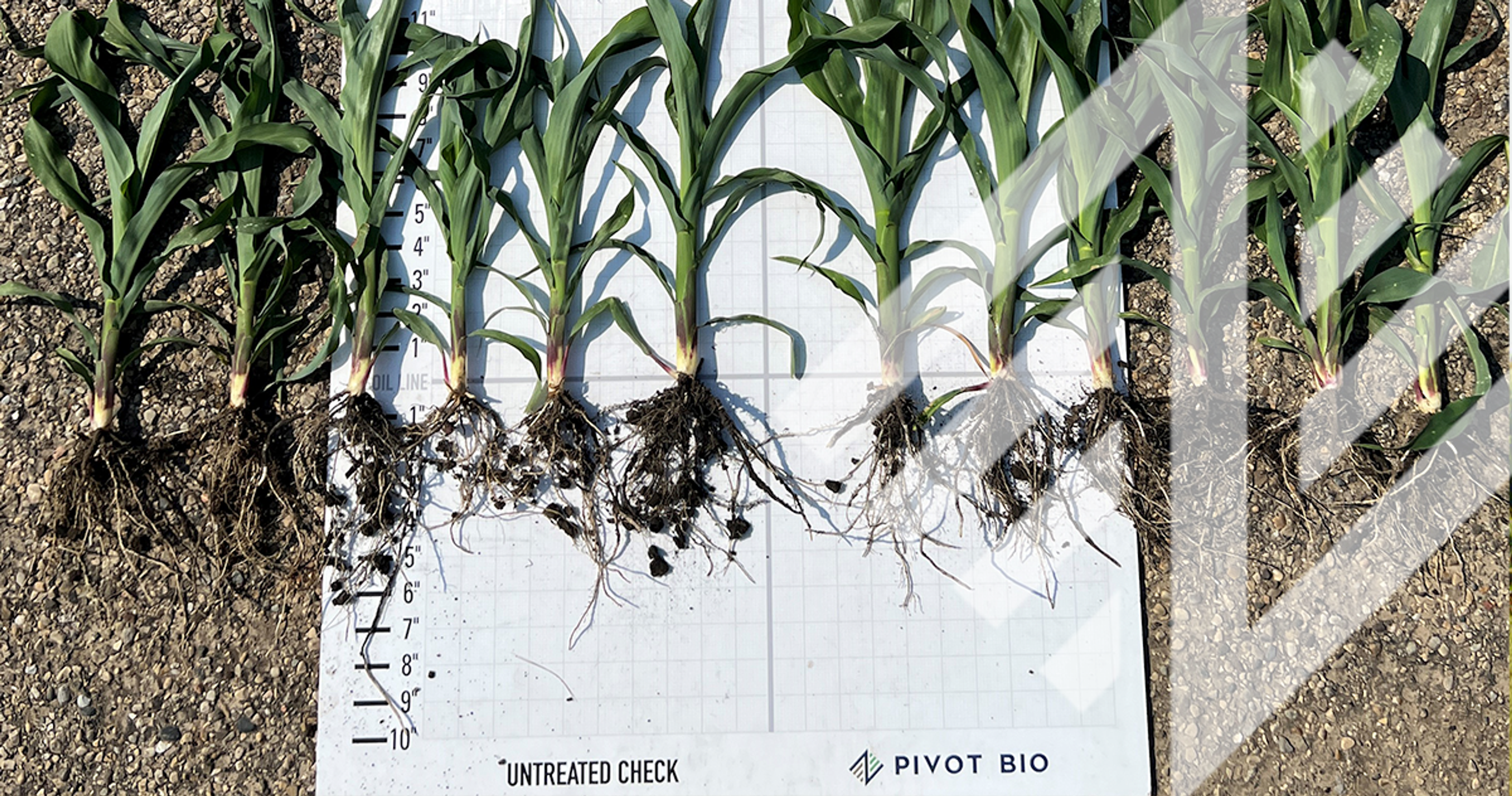 NC State University Finds Pivot Bio’s PROVEN 40® Increases Productivity