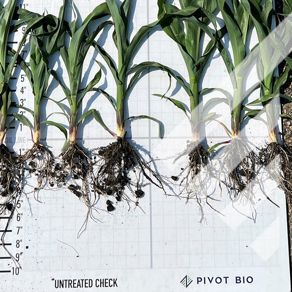 NC State University Finds Pivot Bio’s PROVEN 40® Increases Productivity ...