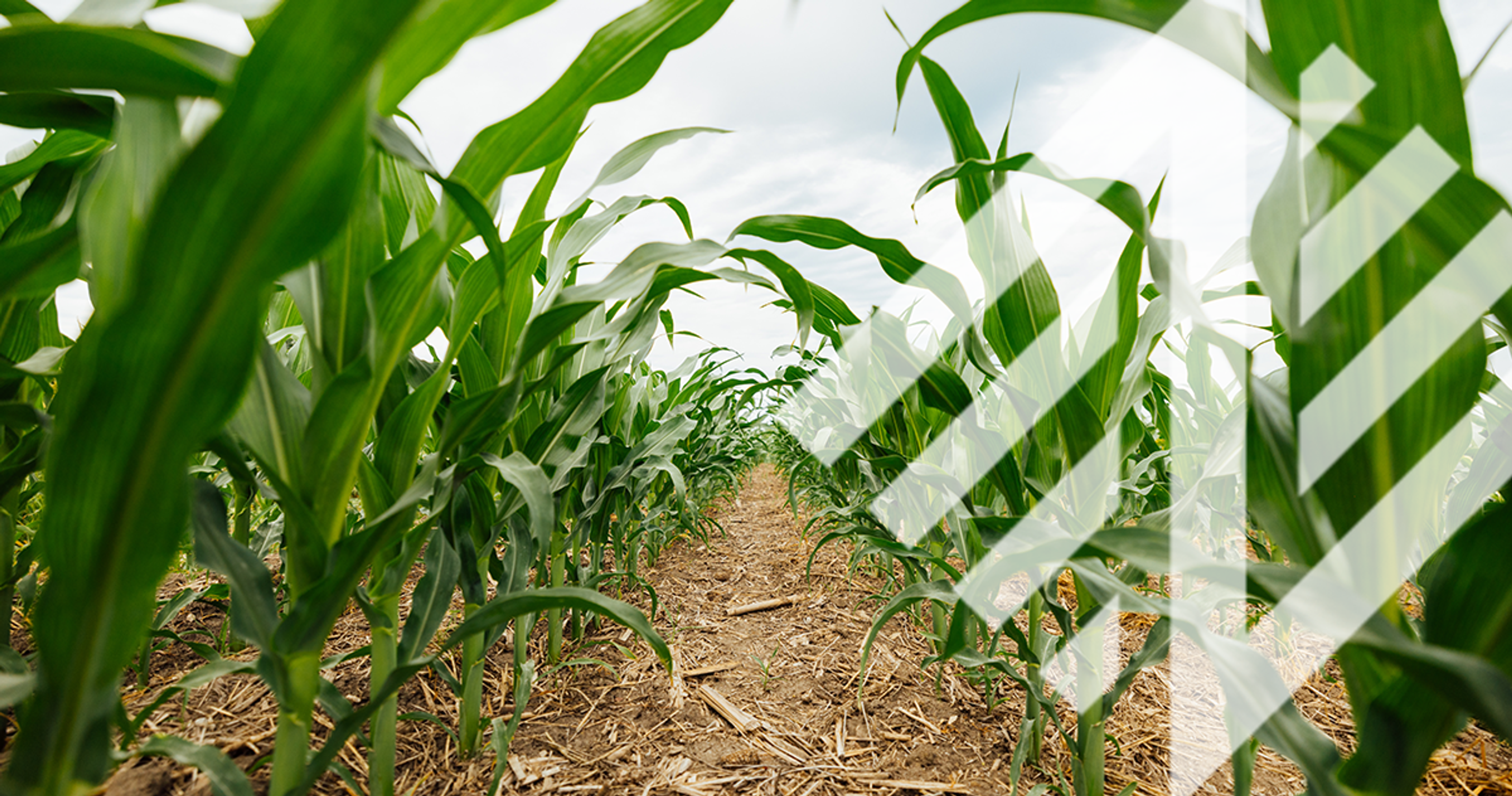 Transforming agriculture through future-positive nitrogen management 