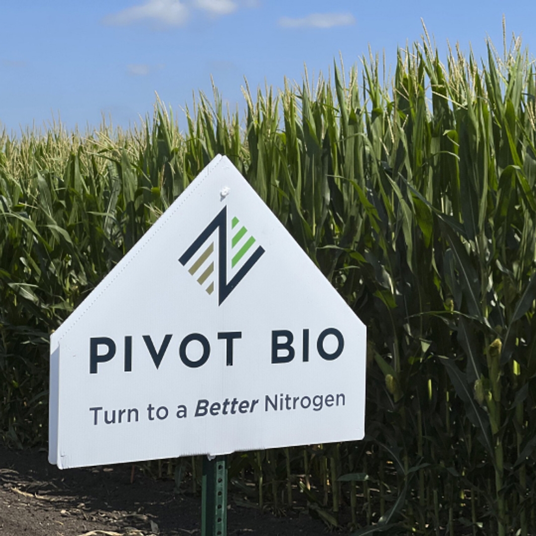 Photo preview of Corn field planted with Pivot Bio PROVEN® 40
