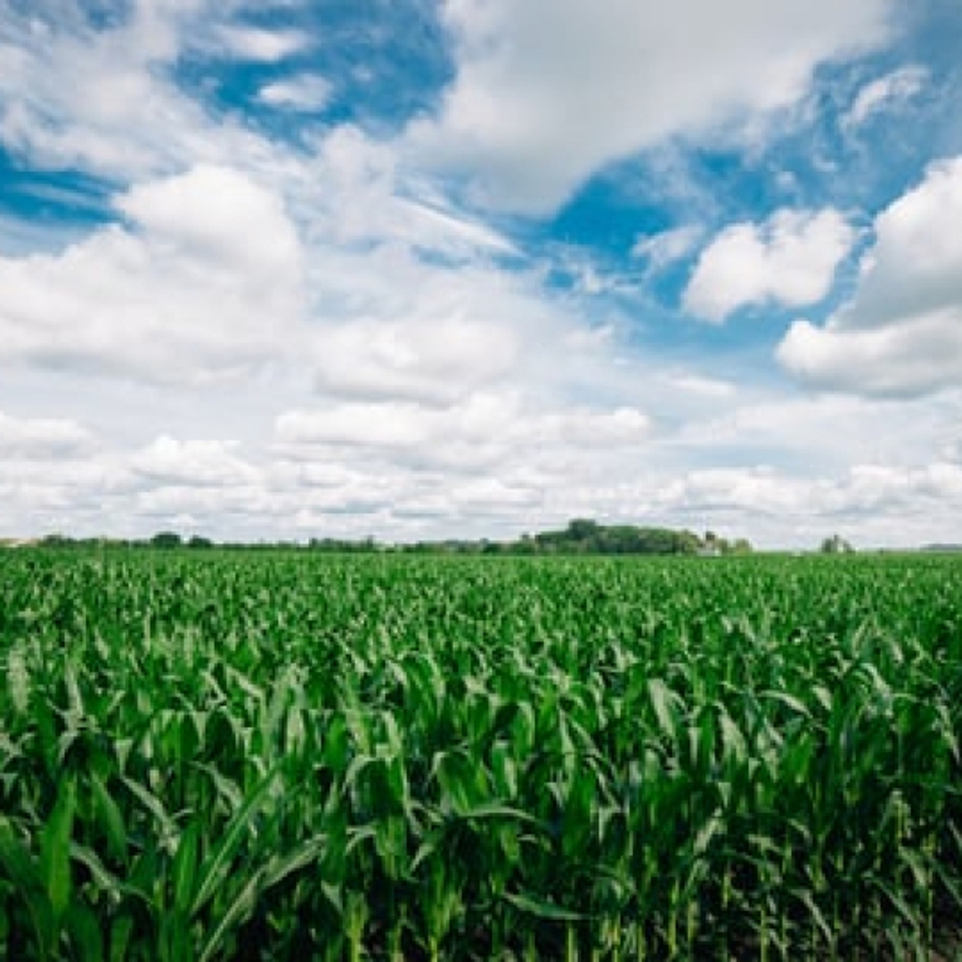 Photo preview of Iowa Corn field planted with the company’s inaugural product Pivot Bio PROVEN®