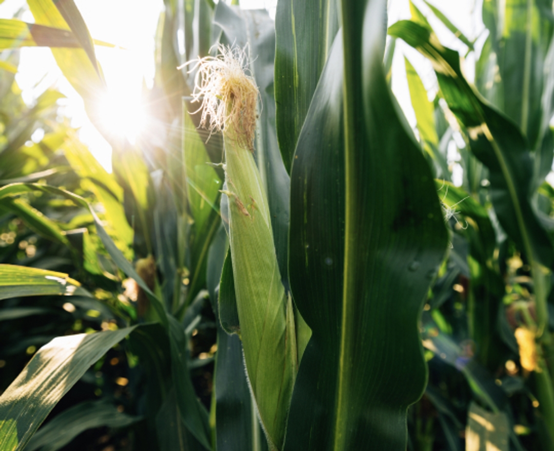 research findings yield Photo of Corn Crop