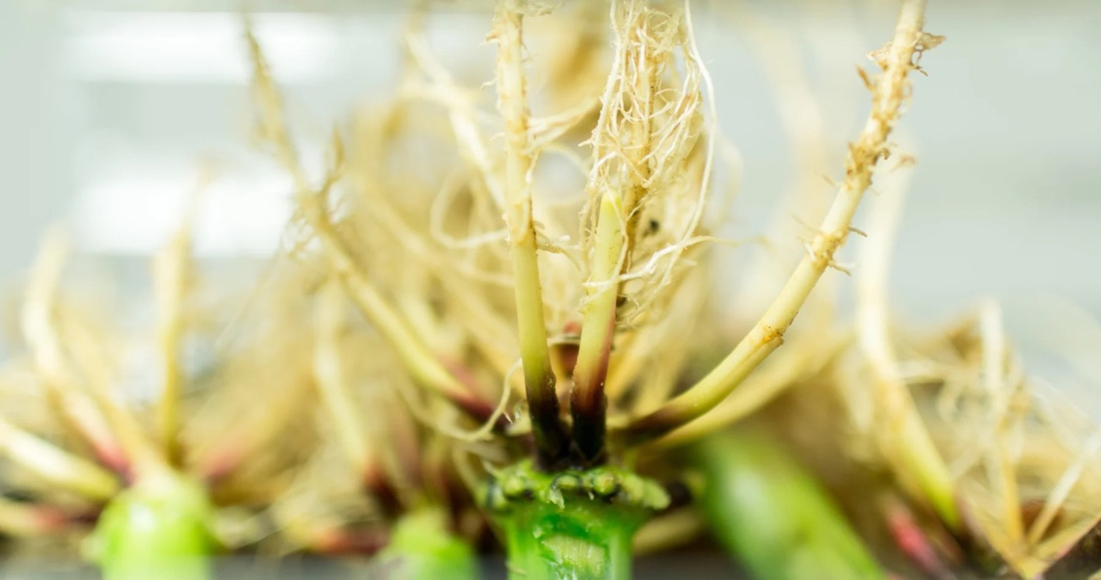 The Crop Microbiome Holds the Future of Fertilizer 