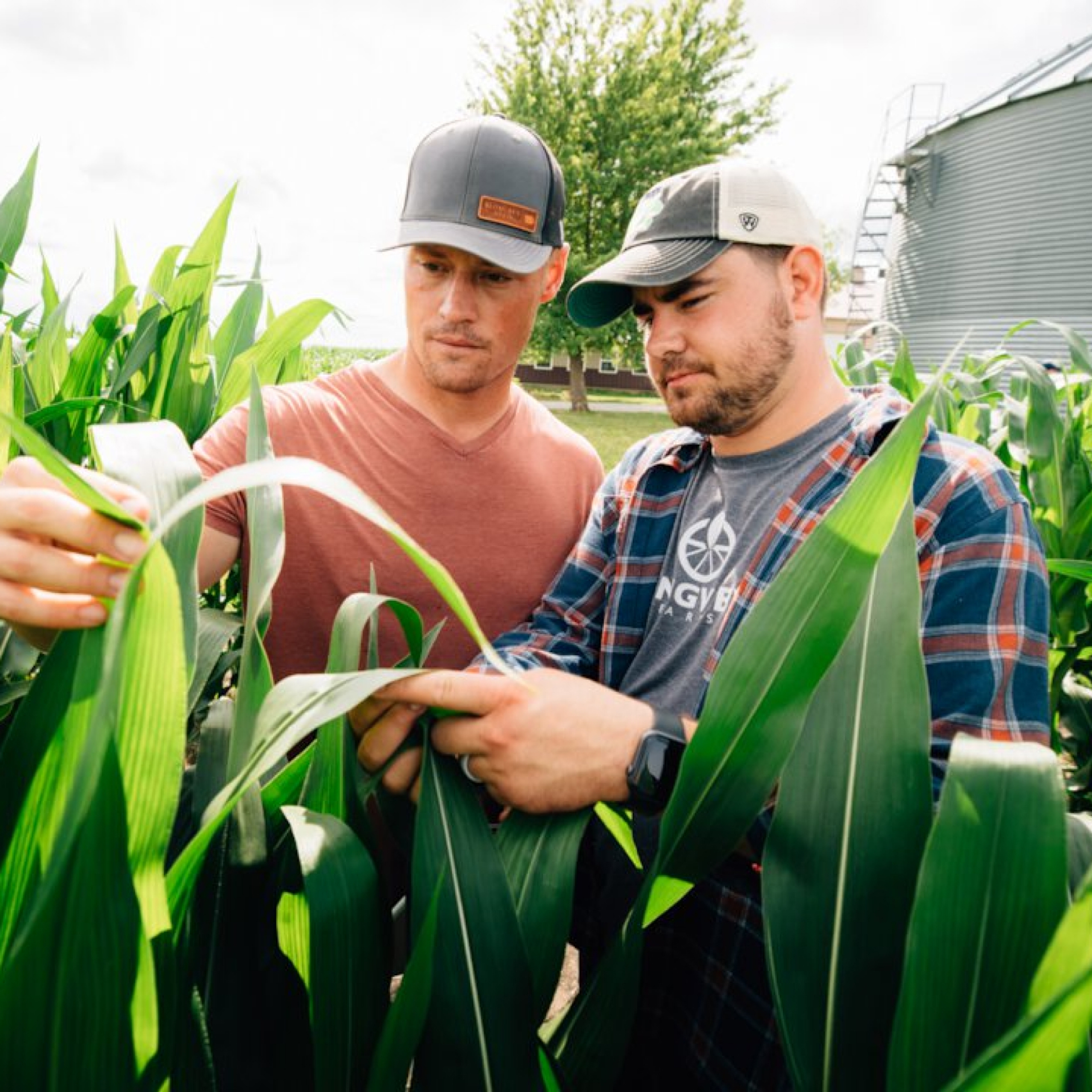 Two farmers looking for the color on a corn plant leaf