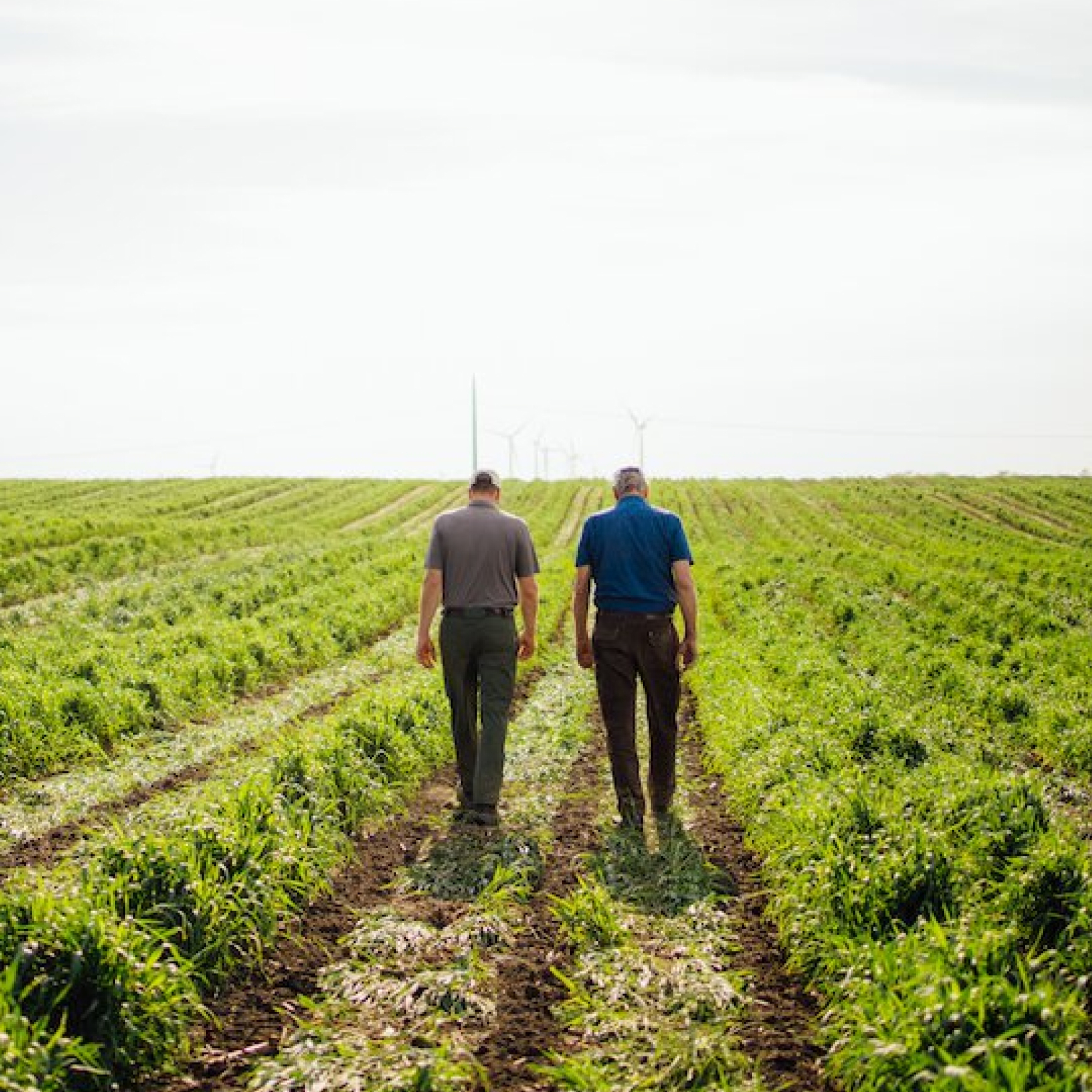 Two farmers walking together through their recently planted farmland