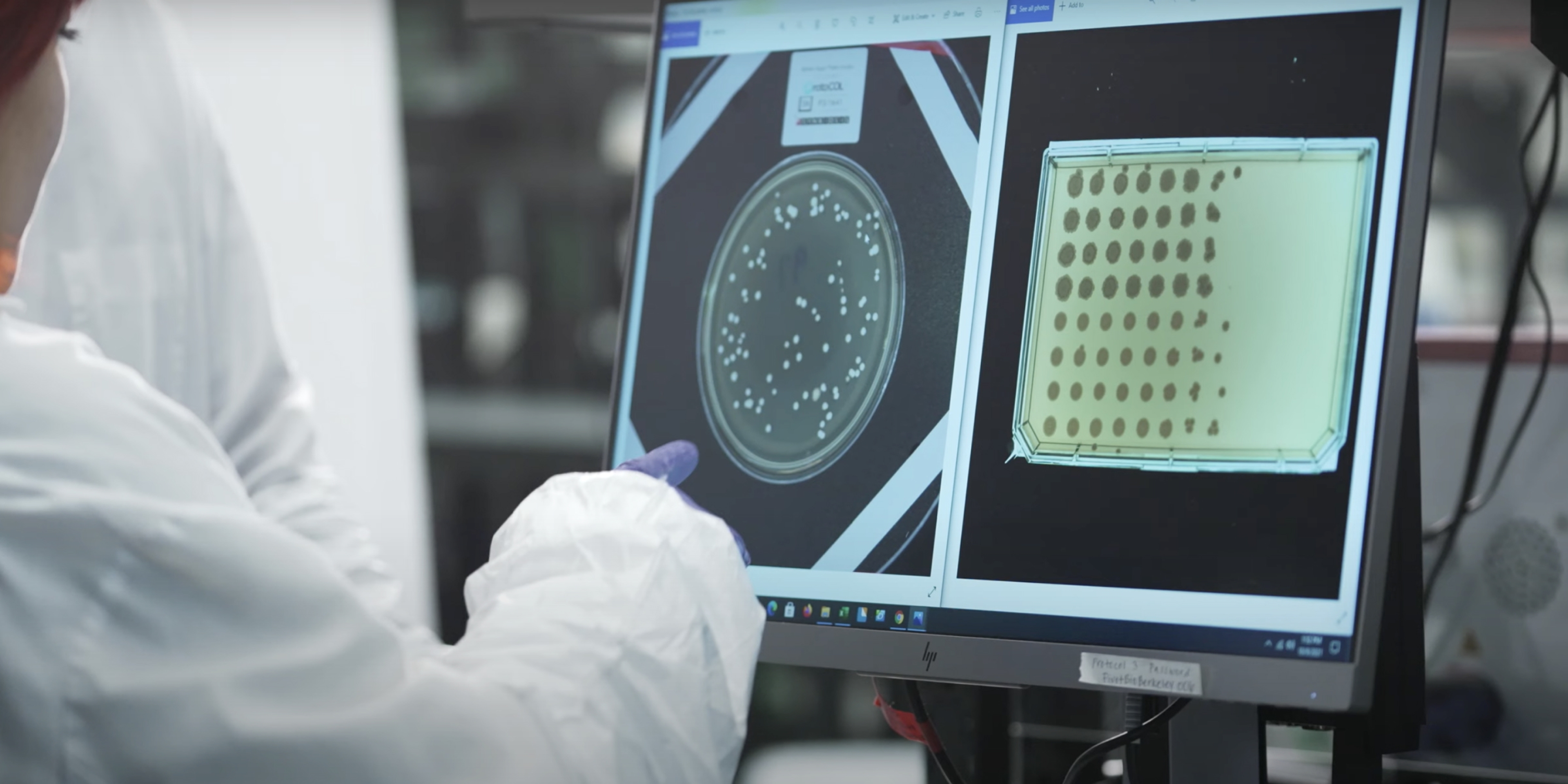 Pivot Bio Scientist Analyzes Microbes on a Computer Screen
