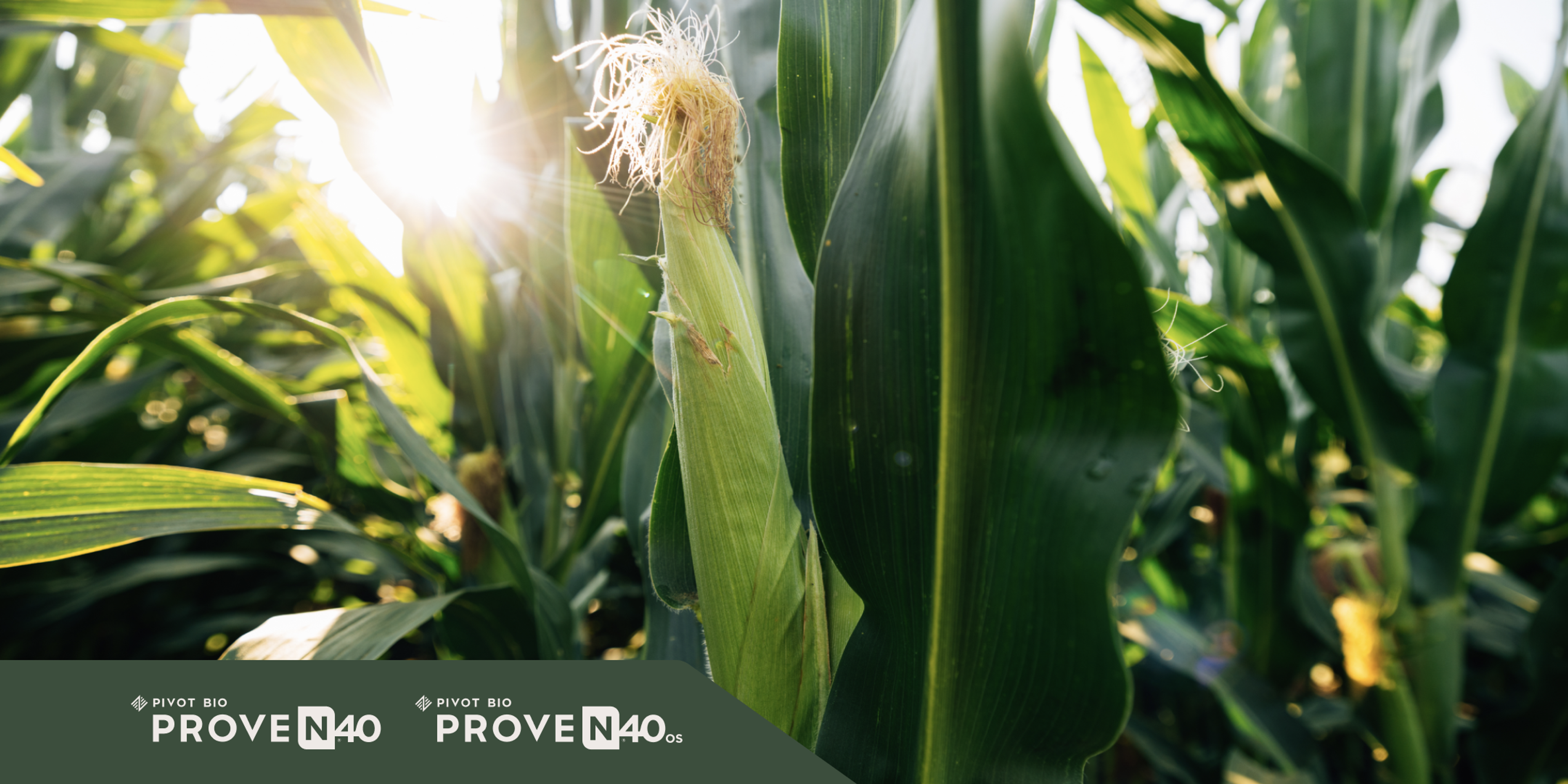 Close up of ear of corn with tassel with Pivot Bio PROVEN 40 logo. 
