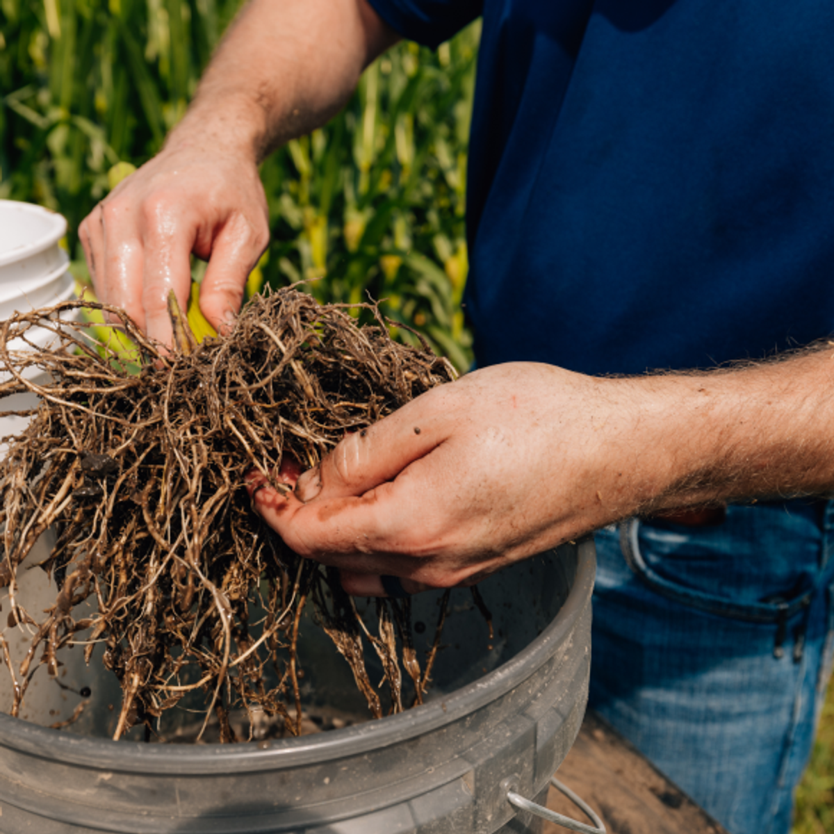 Close up of person look at corn roots. 