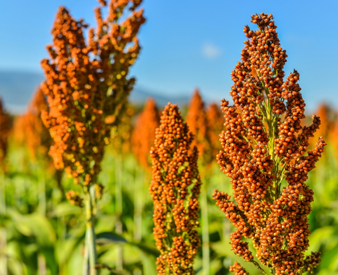 research findings yield Photo of Sorghum Crop