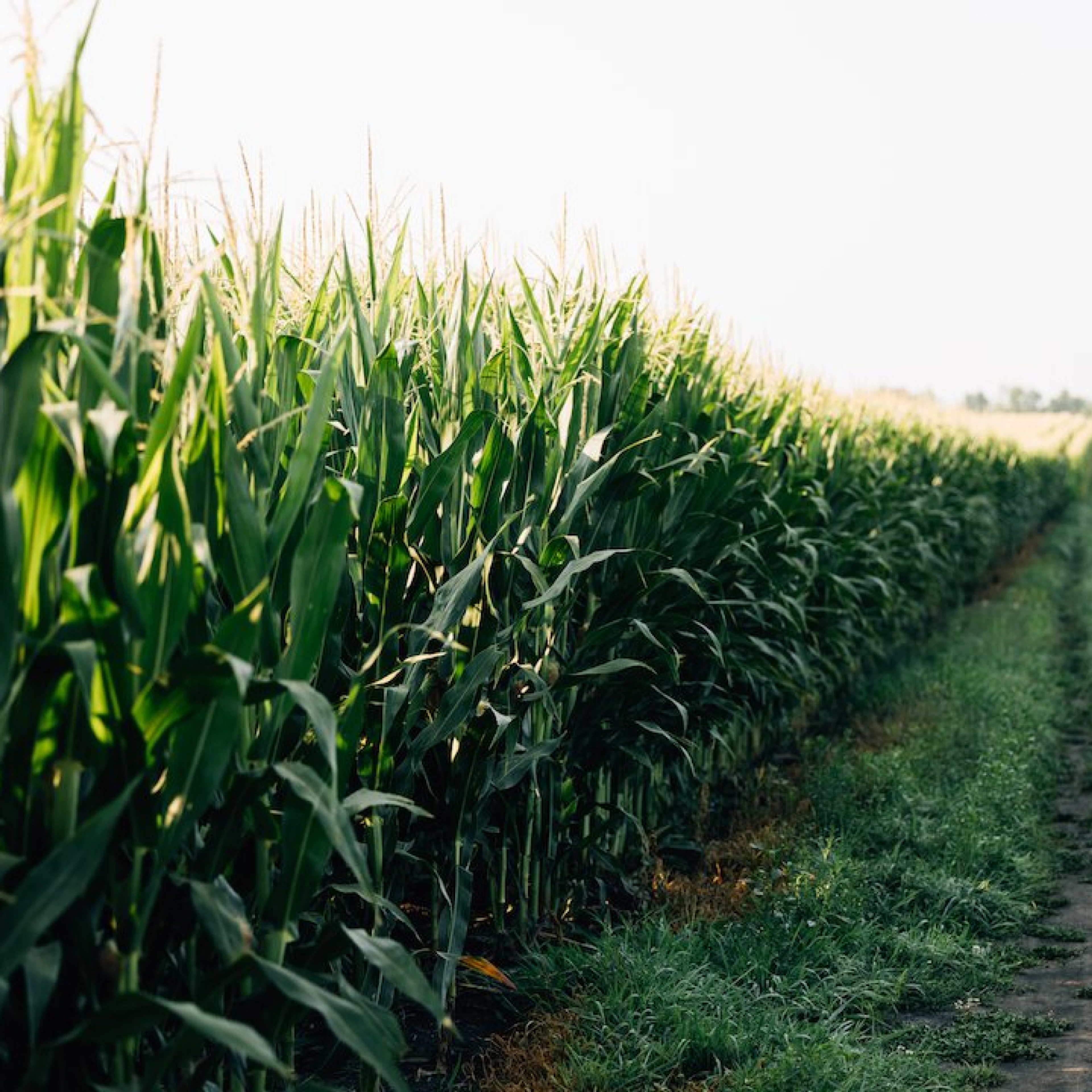 wide view of a corn field