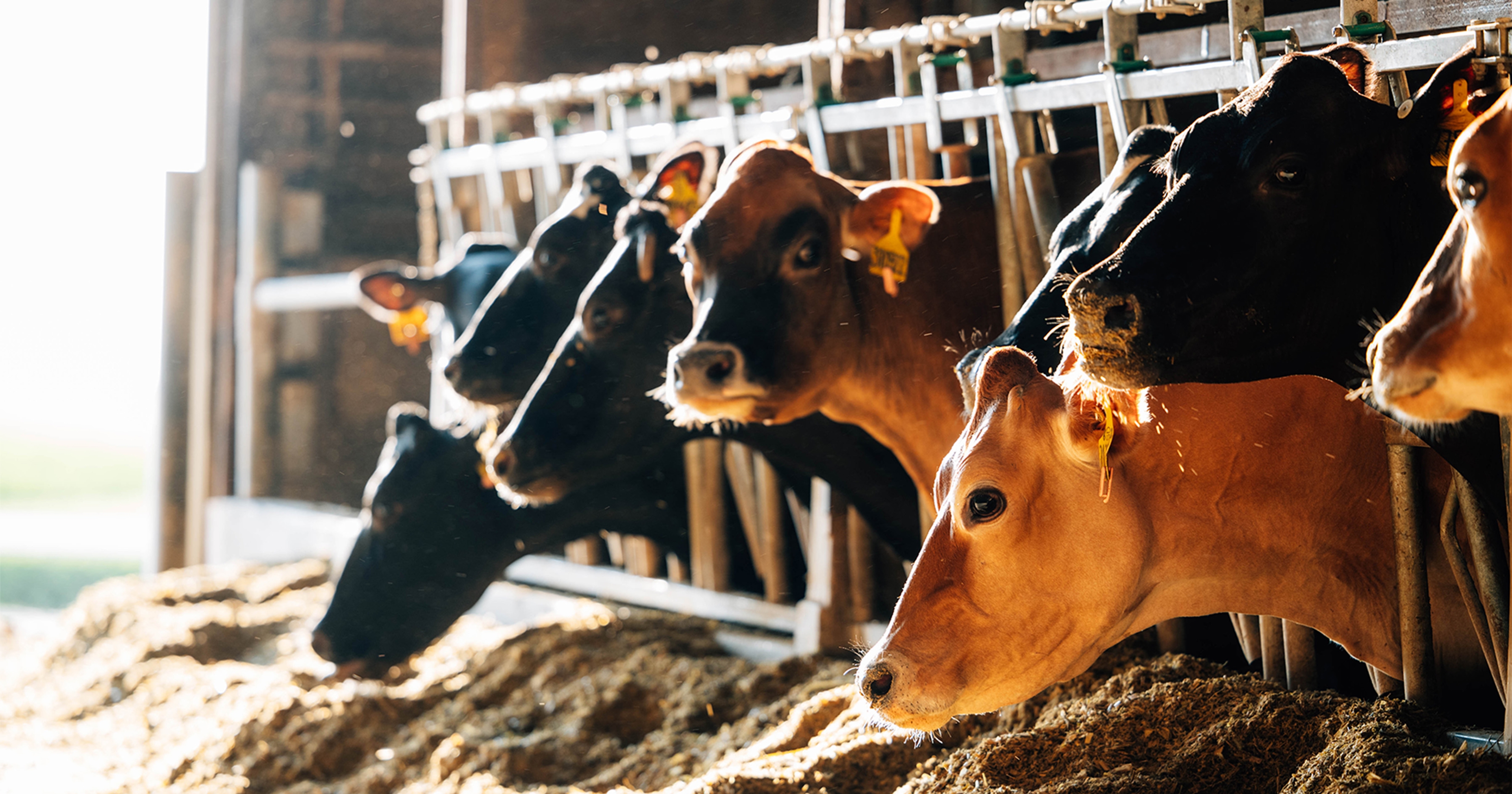 Dairy Farming Study Demonstrates Pivot Bio’s Microbial Nitrogen Boosts Silage Tonnage and Profitability