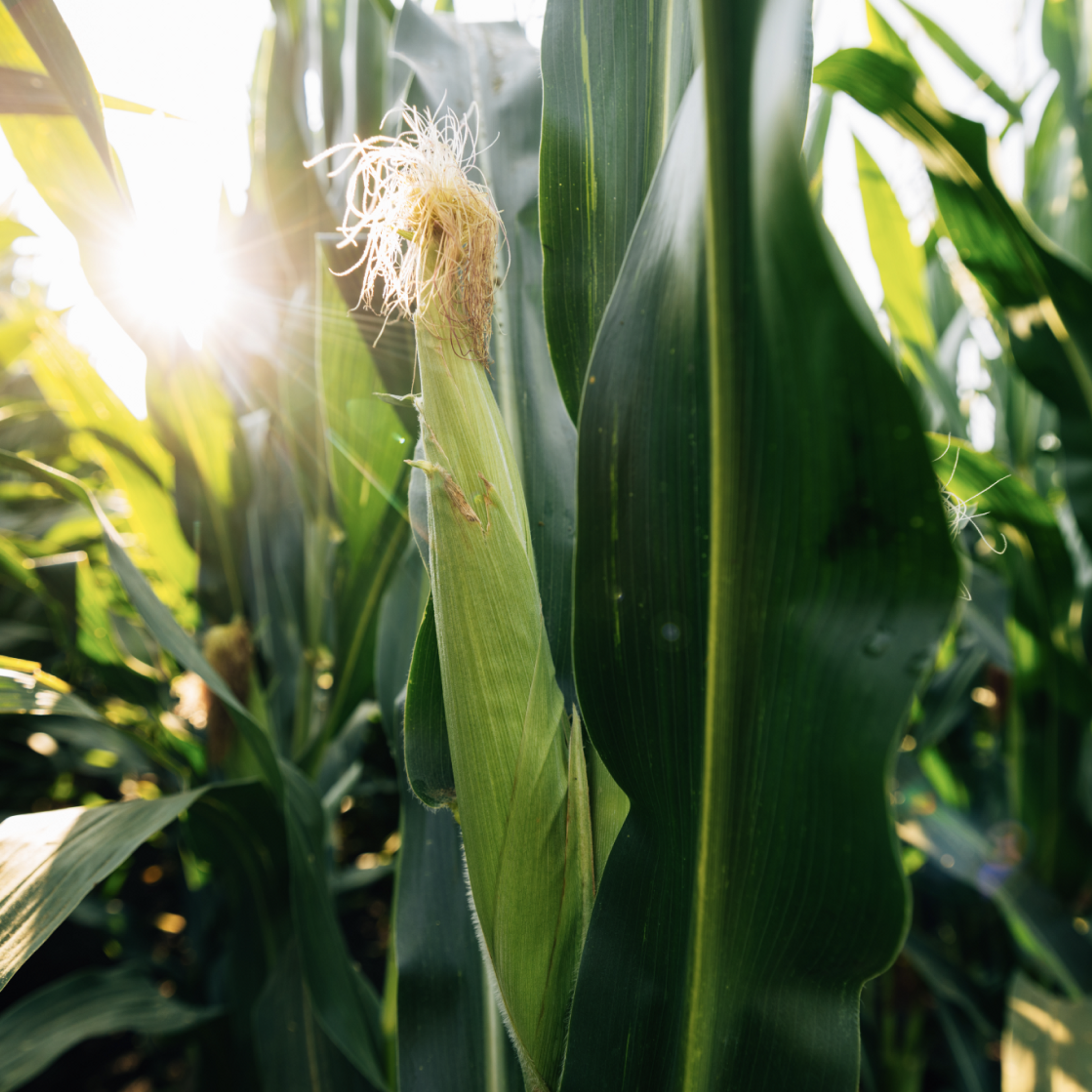 Photo of a Corn Crop