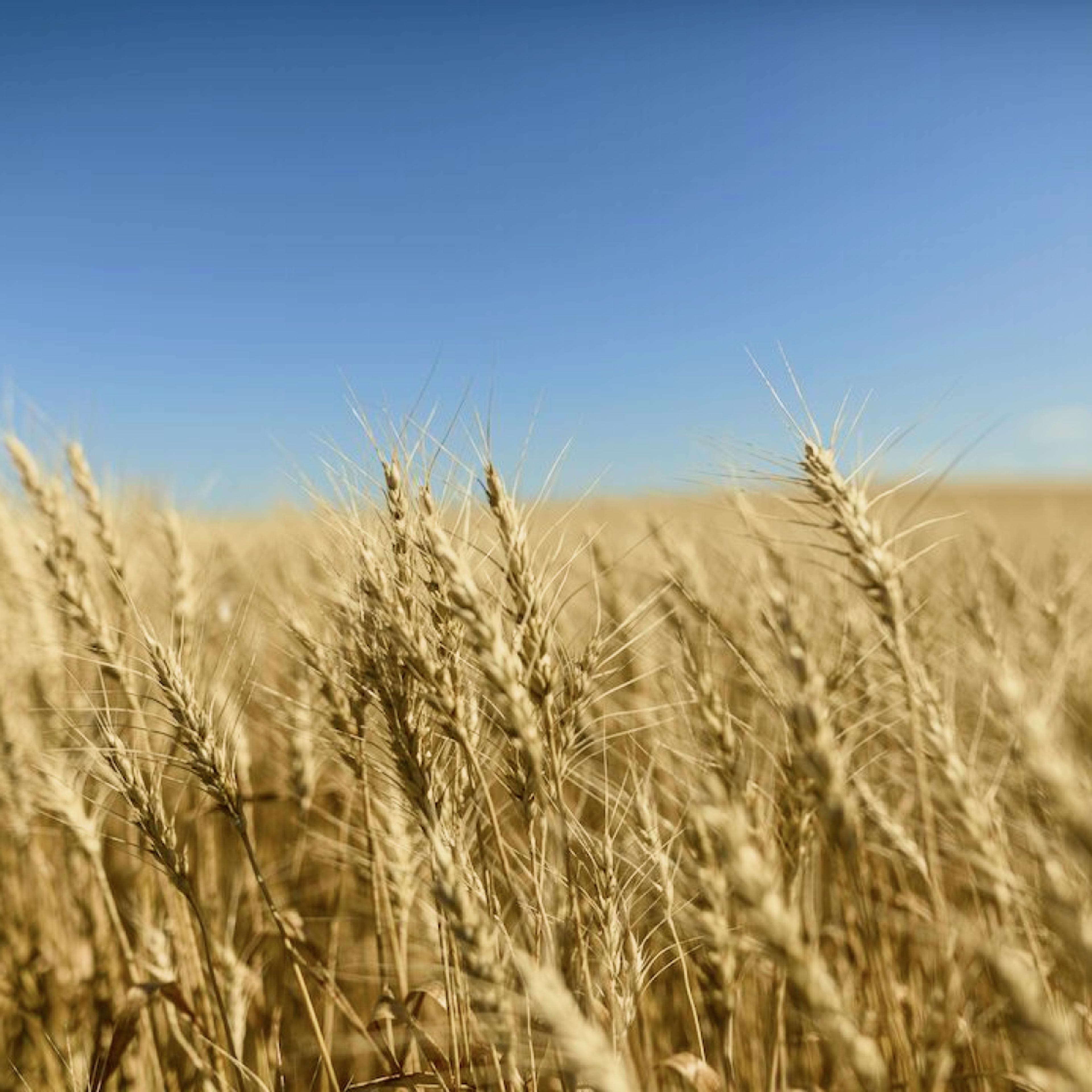 Photo of a Wheat Field