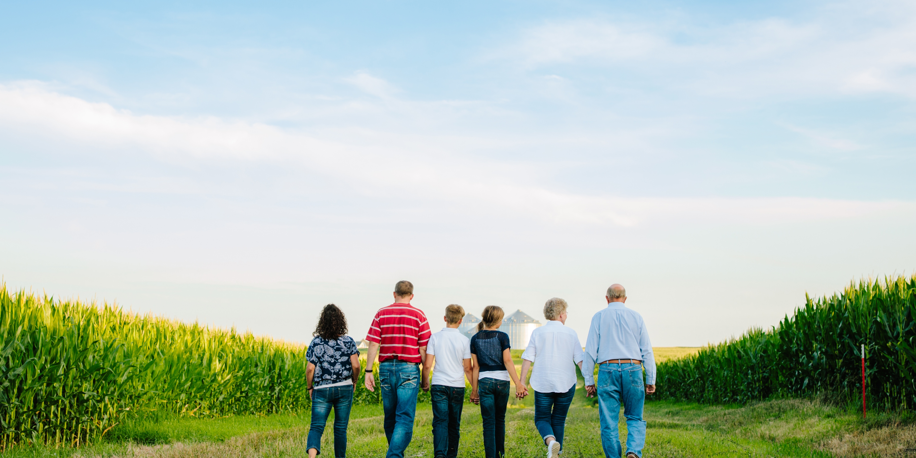 A family walks through a corn field toward a barn