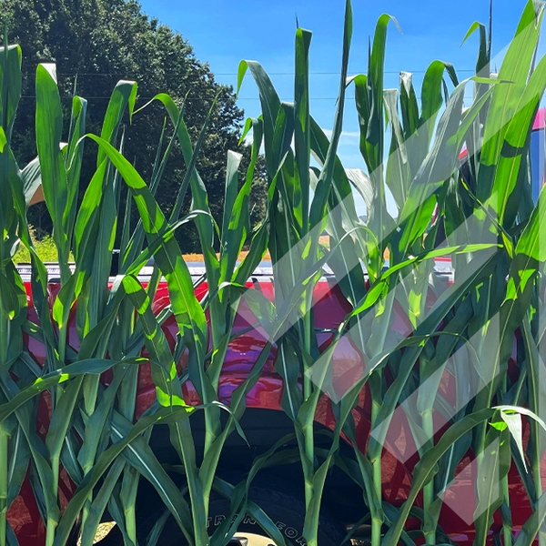 UK Study Finds Higher Corn Yield with Pivot Bio Microbial Nitrogen ...