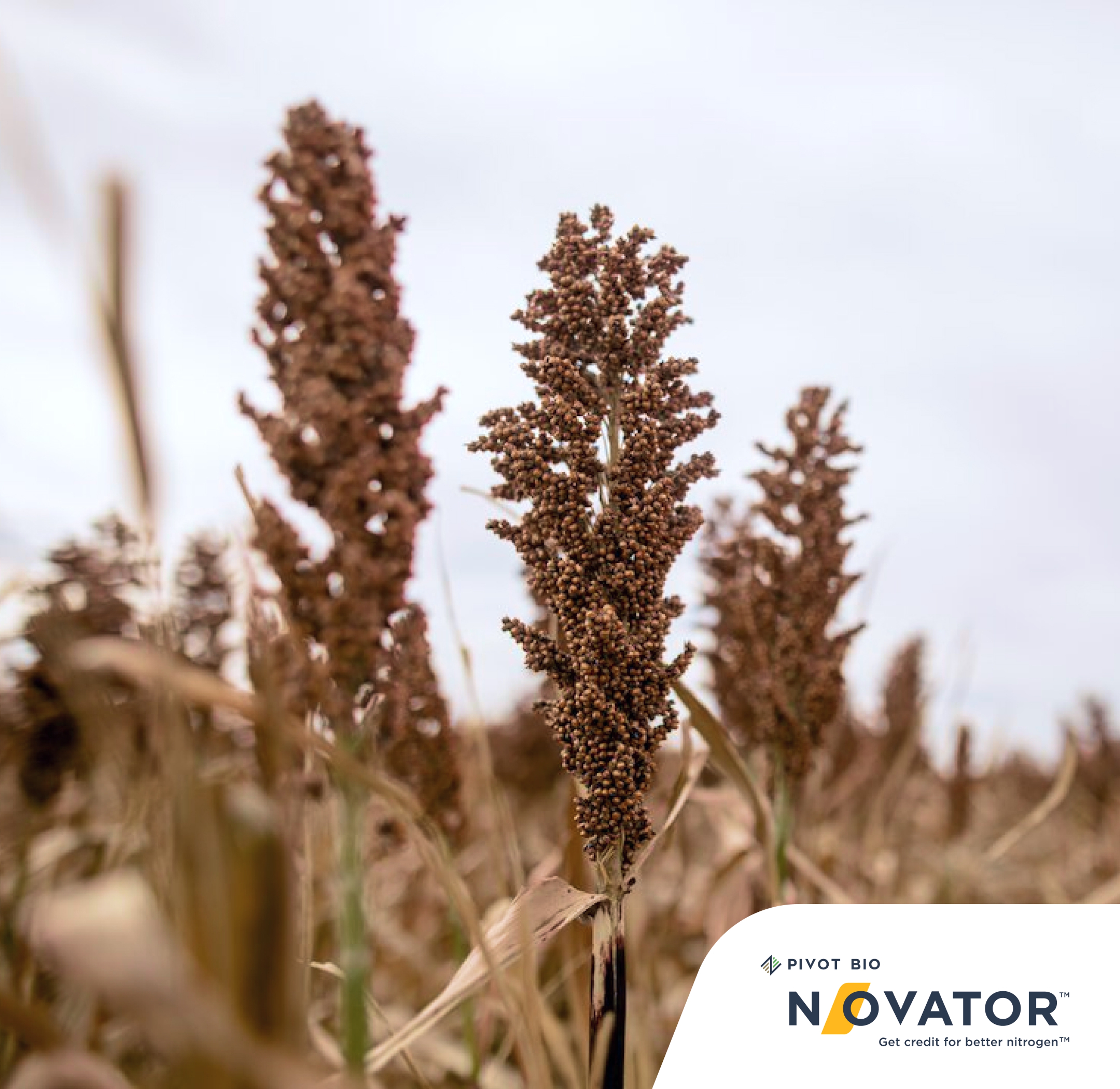 Sorghum crop in a field with the Pivot Bio Novator logo in the corner