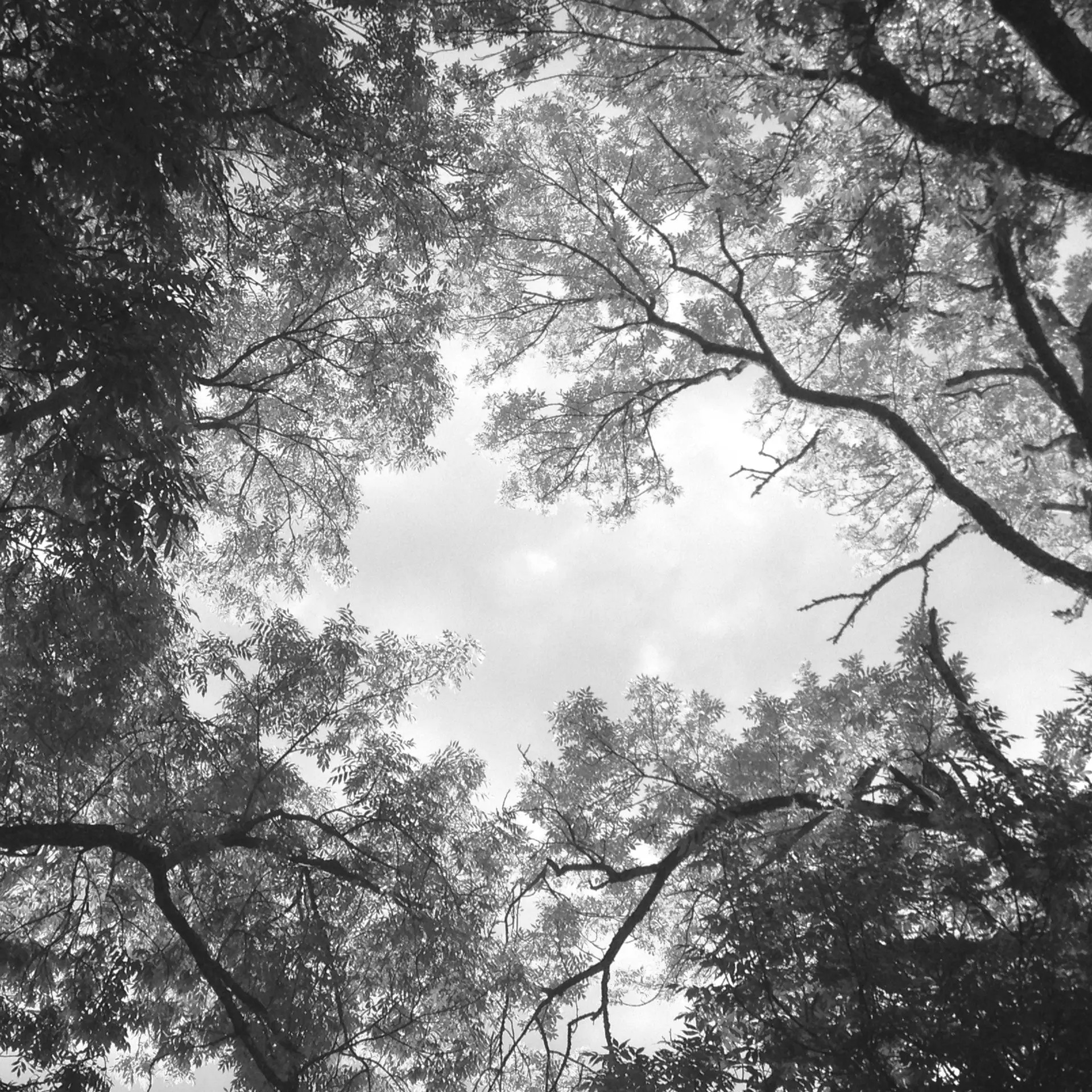 Svartvit bild på trädkronor i skyn