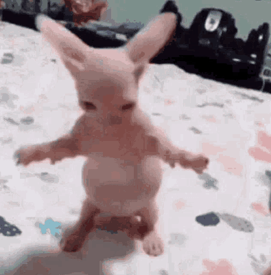 Bingus the cat dancing