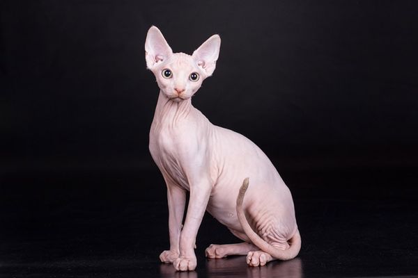 Canadian sphinx cat
