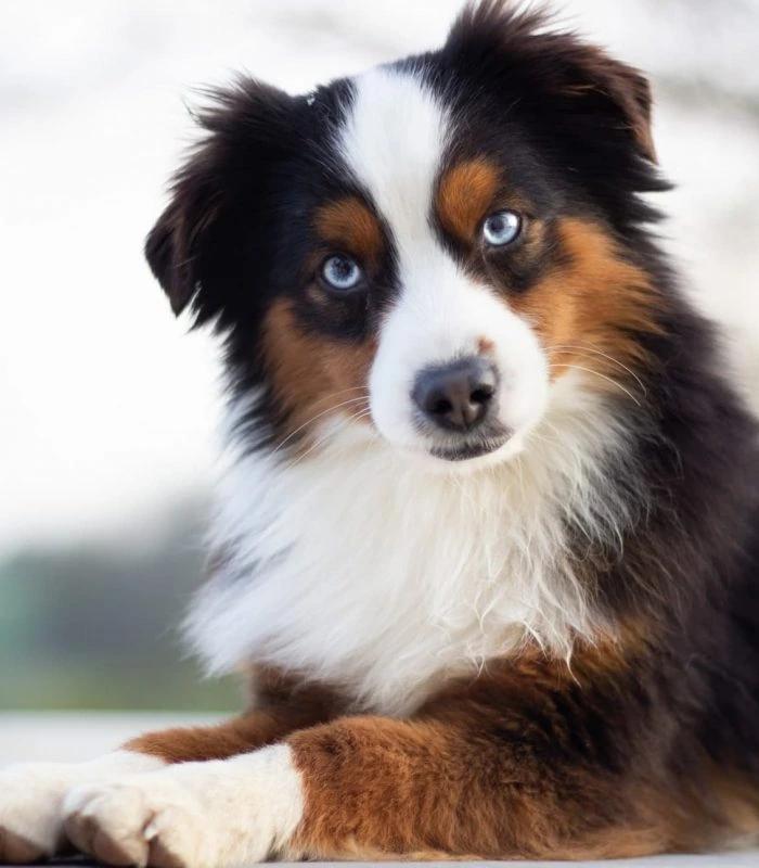 Tchick, a female Toy Australian Shepherd at the Royaume des Galopins kennel