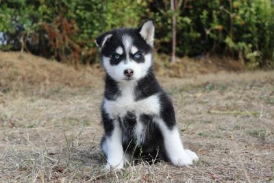 Bernard, chiot Pomsky mâle au pelage noir et blanc