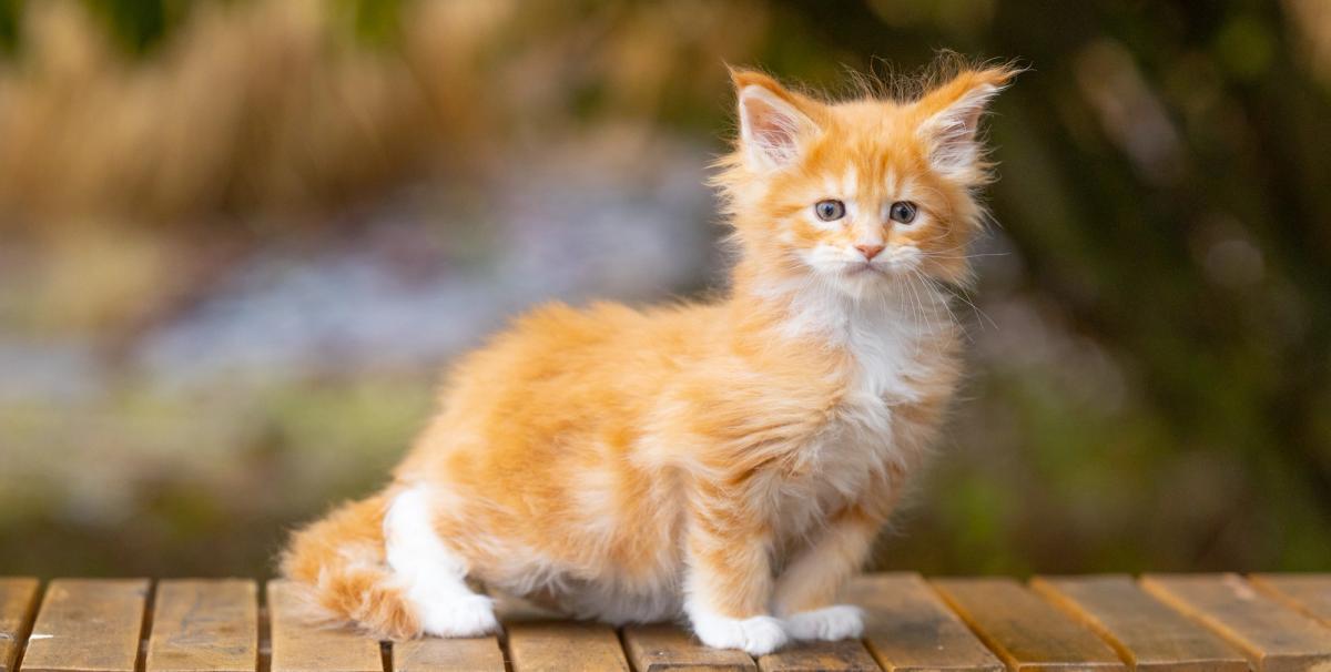 Bacon, chaton Maine Coon mâle au pelage red et blanc
