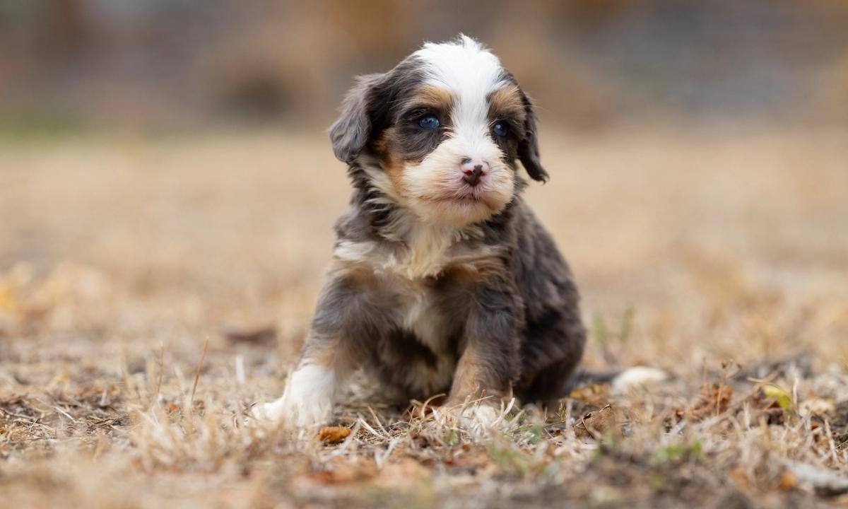 Babeth, chiot Bernedoodle femelle miniature au pelage bleu merle