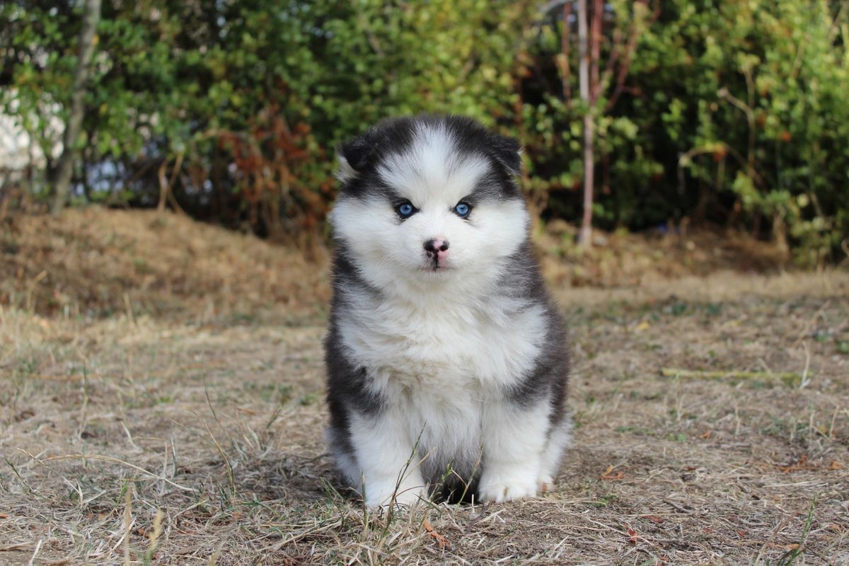 BOLT, chiot Pomsky mâle au pelage noir et blanc