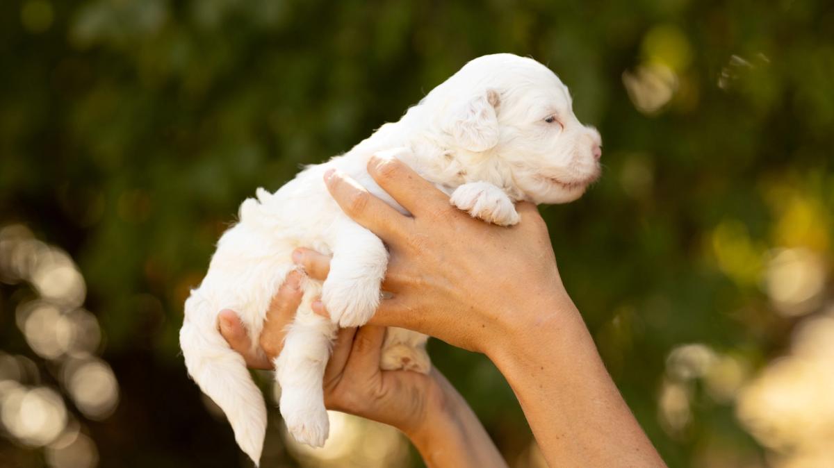 Bernedoodle Blanche