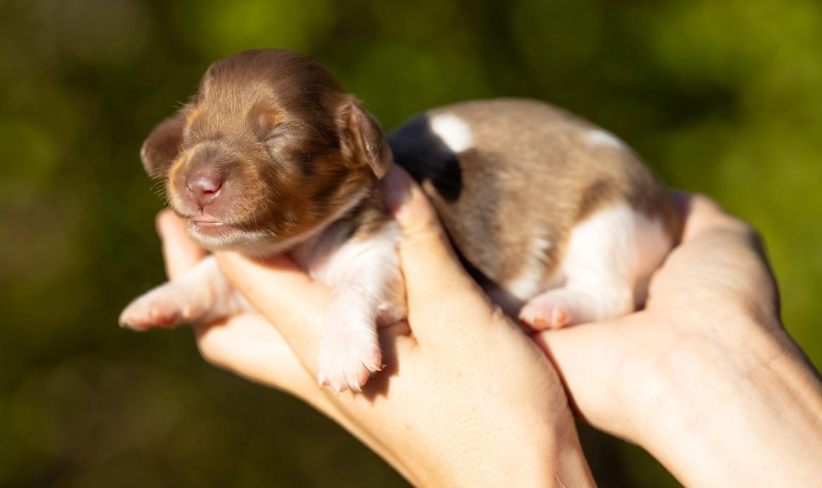 Bentley, chiot mâle miniature au pelage pieblald arlequin