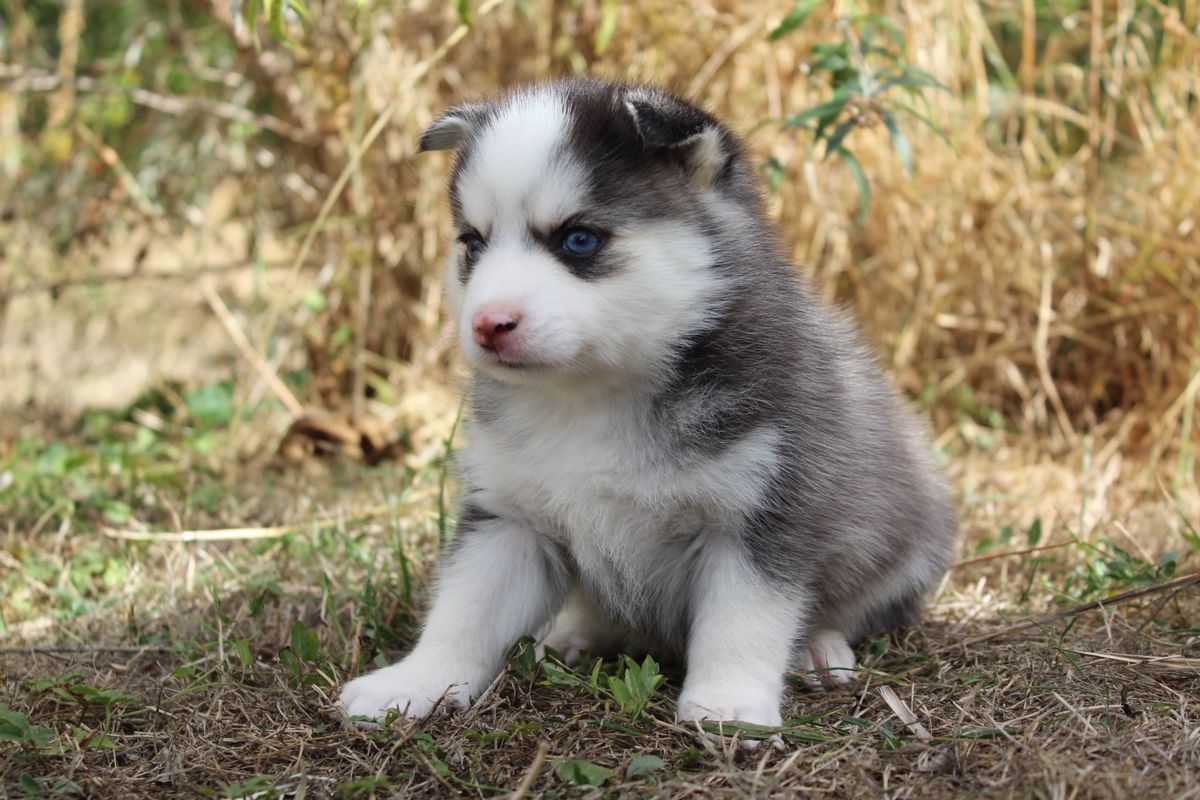 BASIL, chiot mâle au pelage gris loup et blanc