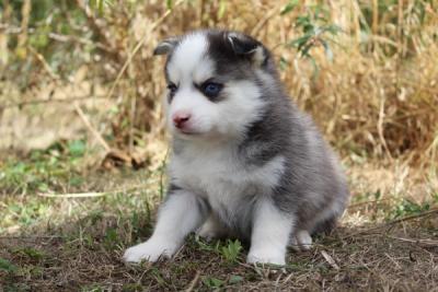 BASIL, chiot mâle au pelage gris loup et blanc