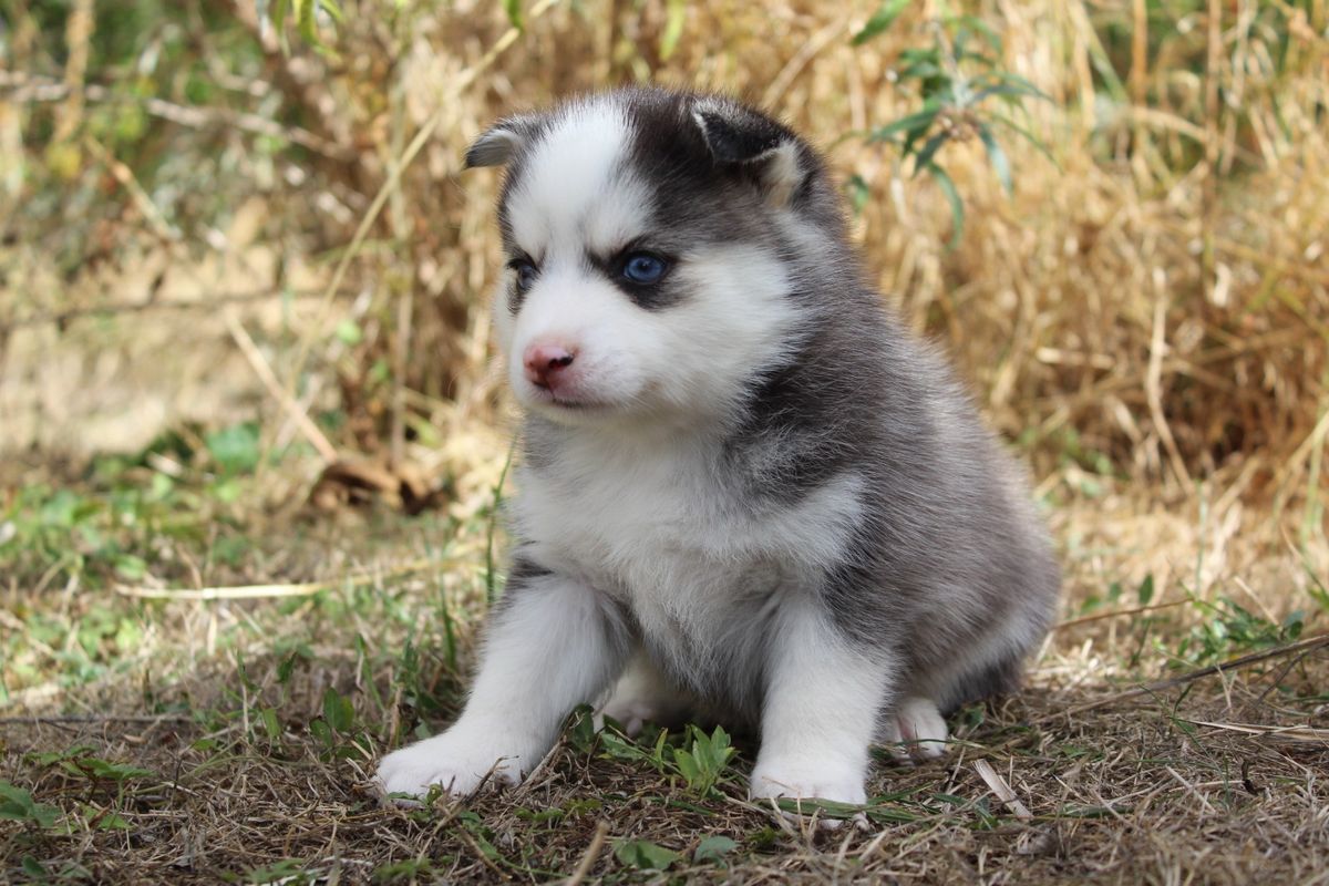 BASIL, chiot mâle au pelage gris loup et blanc