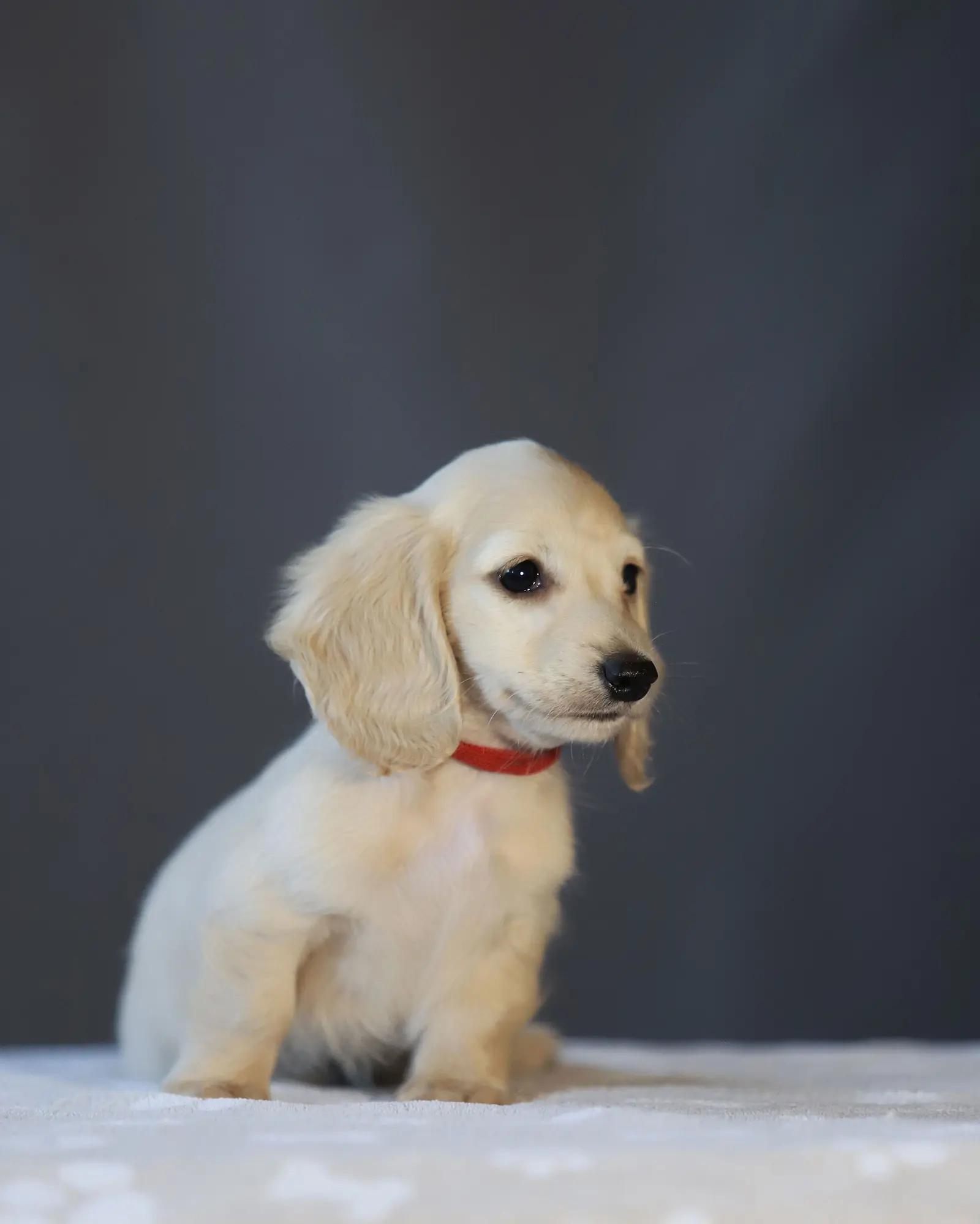 Chiot teckel prêt à rejoindre sa nouvelle famille, La Crème des Teckels