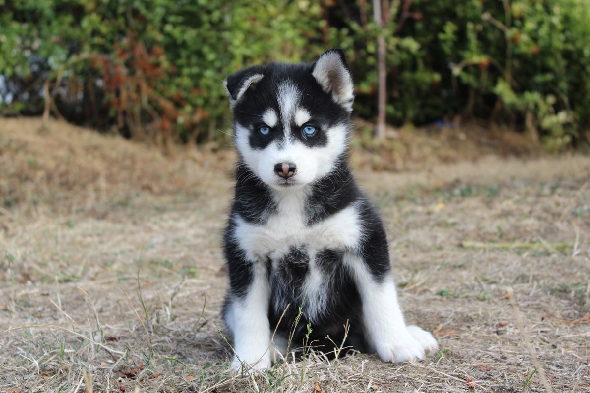 Bernard, chiot Pomsky mâle au pelage noir et blanc