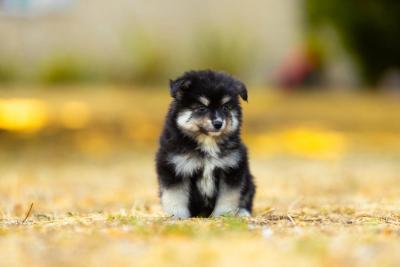 Boris, chiot Pomsky de couleur noir et tan aux yeux ambre