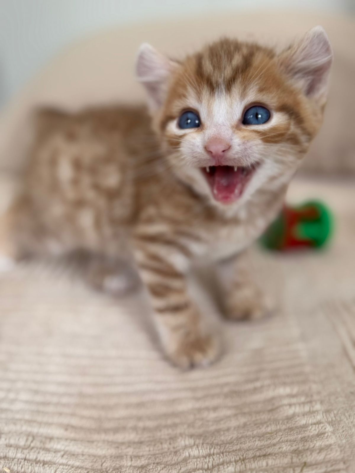 Bazil, mâle Highland Lynx - 2 Mutations : Poly, oreille curl 2