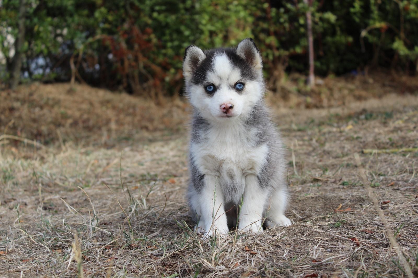 BASIL, chiot Pomsky mâle au pelage gris loup et blanc