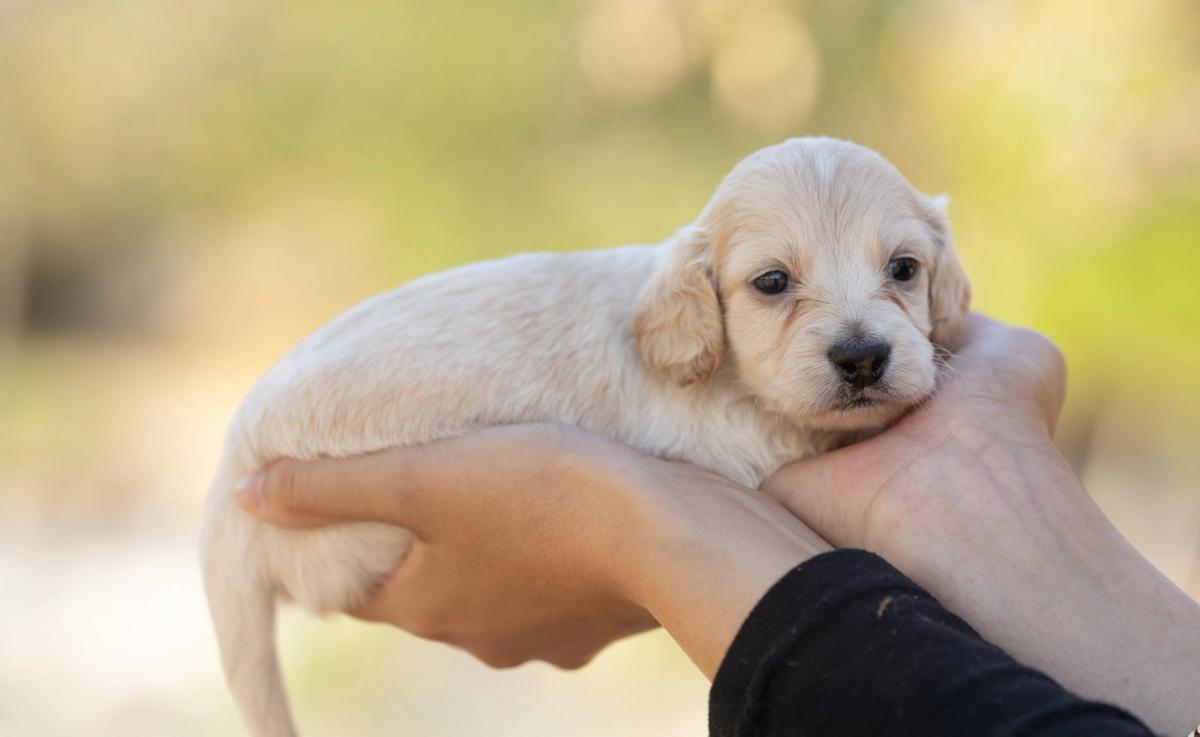 Balto, chiot mâle kaninchen/nain au pelage crème