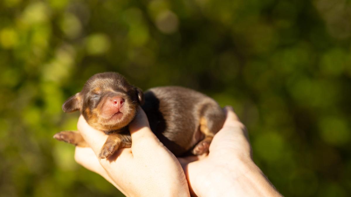 Elva, chiot Teckel femelle kaninchen au pelage chocolat et tan