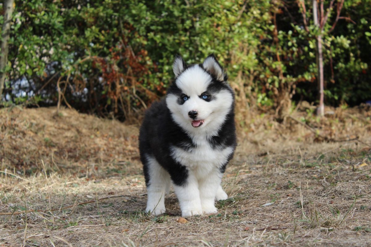 BRUNO, chiot Pomsky mâle au pelage noir et blanc