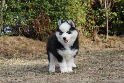 BRUNO, chiot Pomsky mâle au pelage noir et blanc