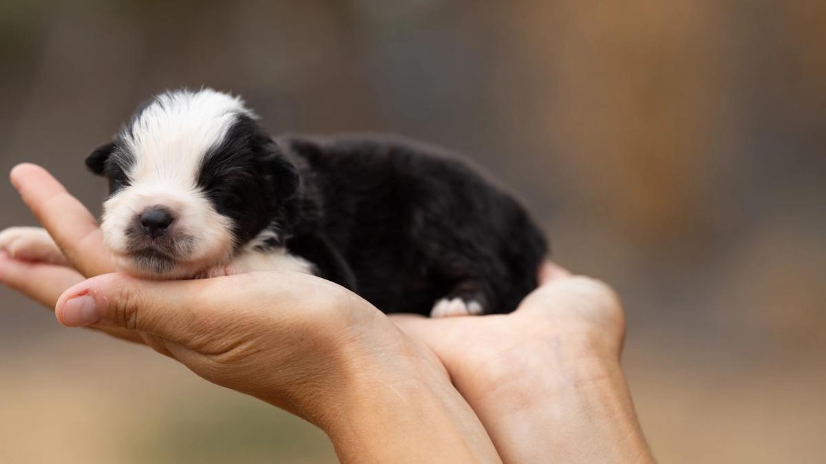 Bonnie, chiot femelle miniature au pelage noir tricolore