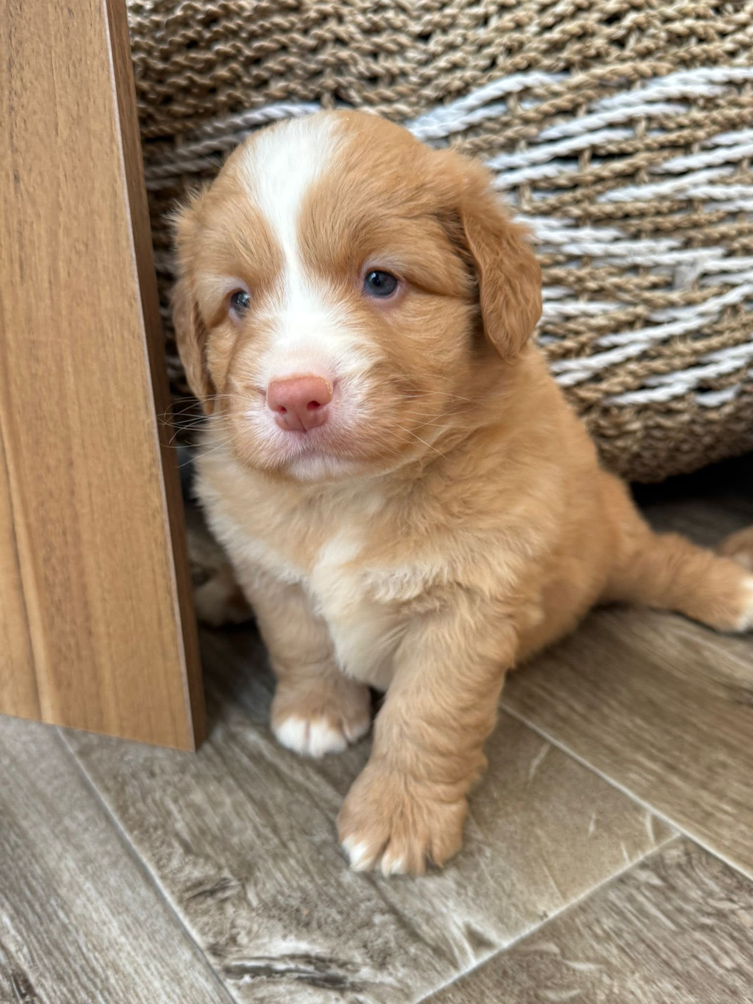 Portée 2026, chiots Retriever de la Nouvelle-Écosse, naissance prévue le 26 octobre 2026
