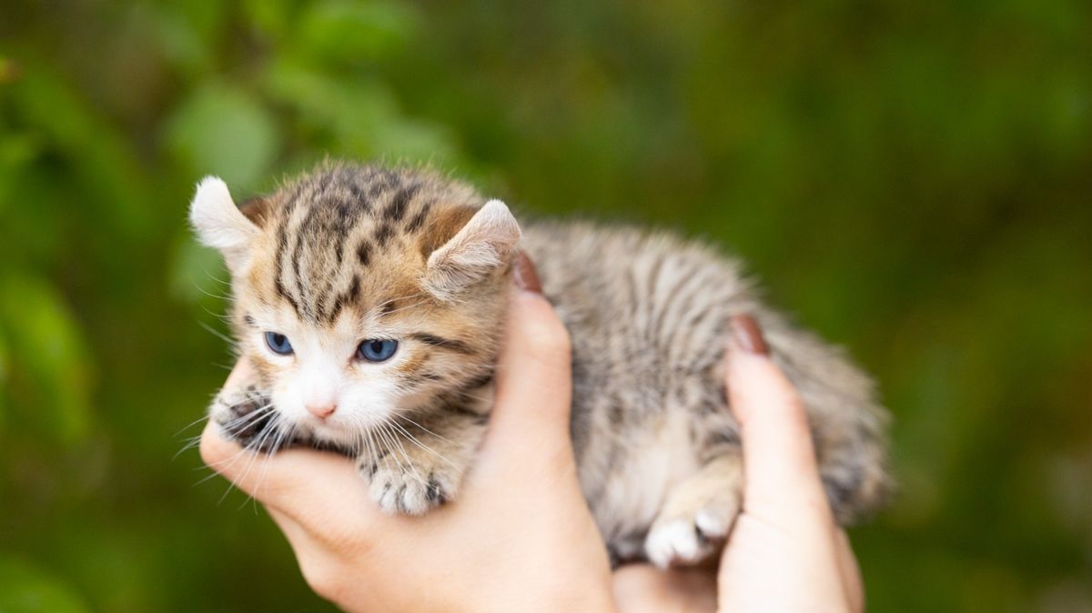 Lucky, chaton Highland Lynx mâle au pelage brown spotted tabby - yeux bleus - poly - queue courte