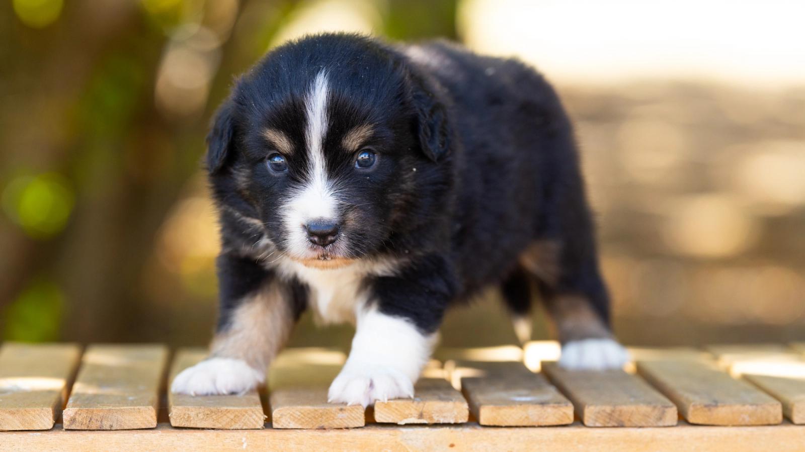 Bentley, chiot Berger Américain Miniature mâle miniature au pelage noir tricolore