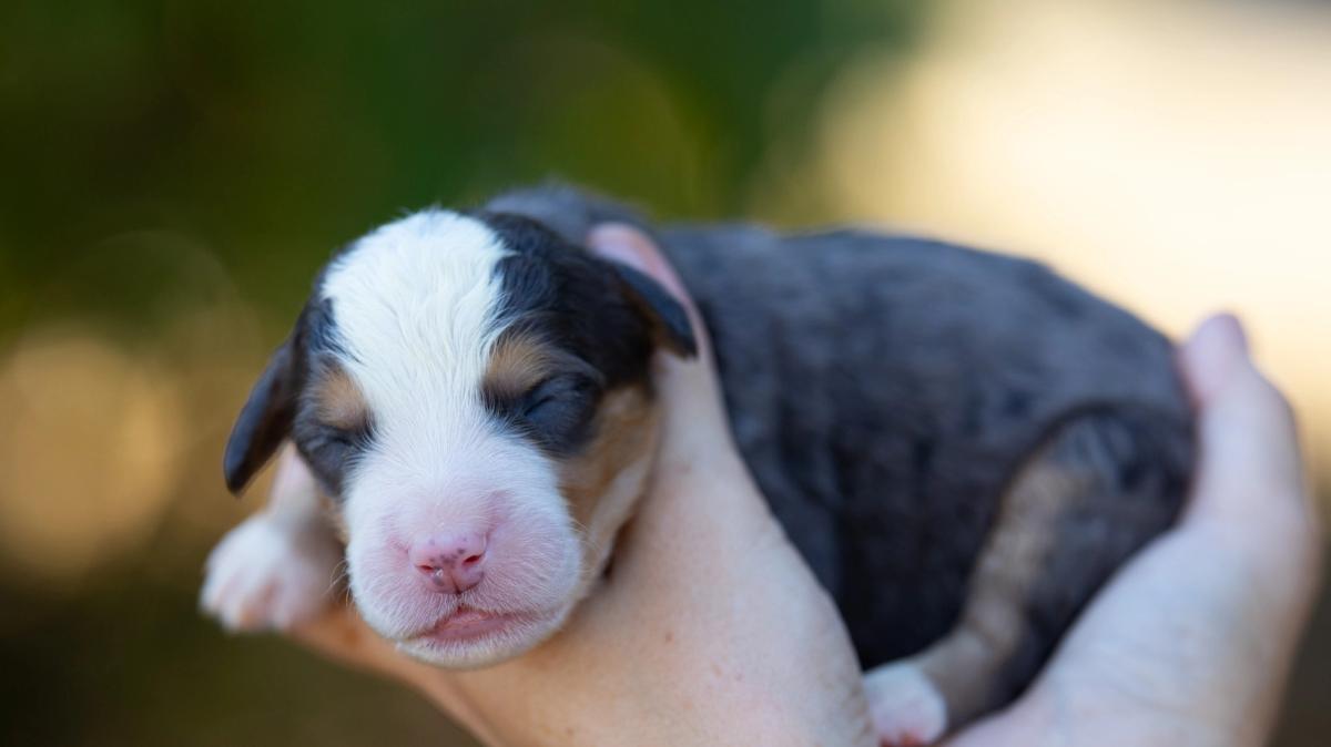 Milo, chiot mâle medium au pelage bleu merle