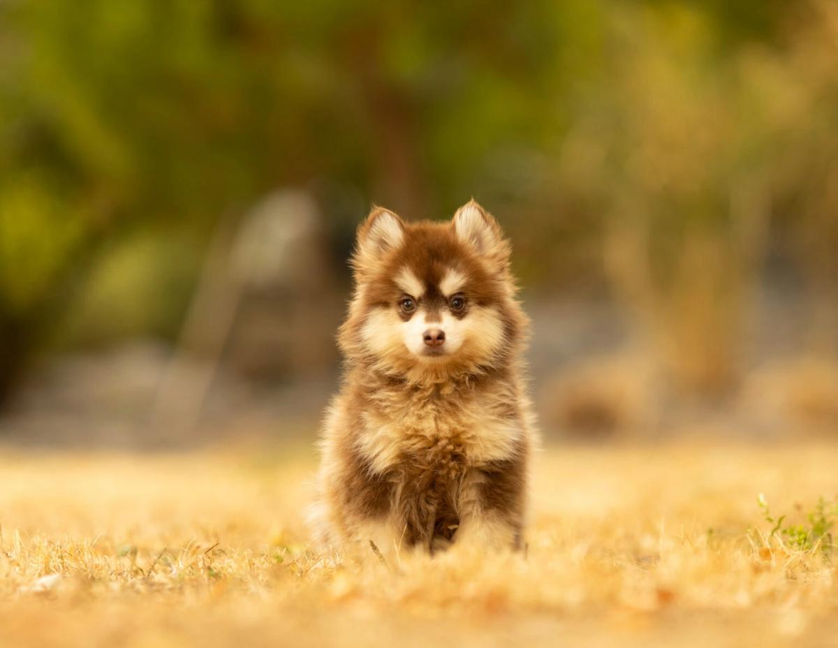 Bing, chiot Pomsky mâle Toy au pelage chocolat et blanc 2