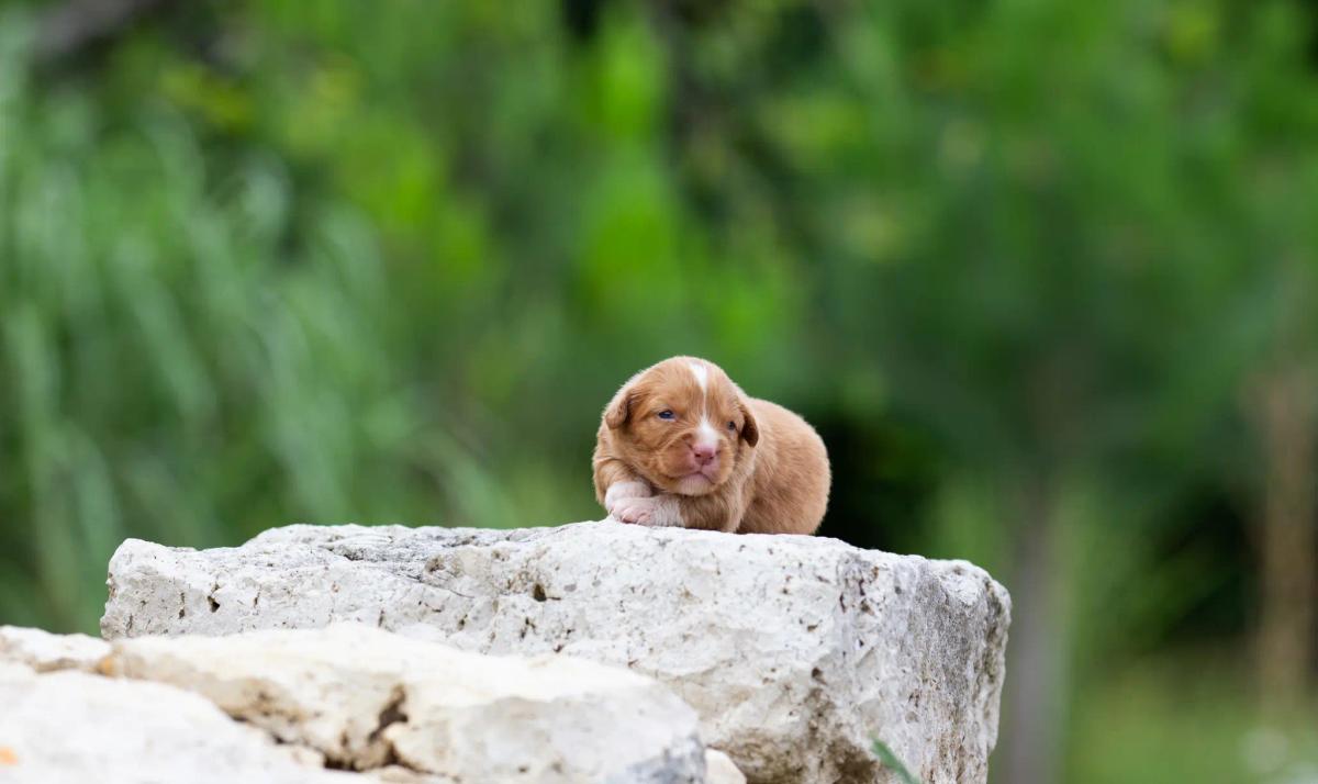 Vulko, chiot retriever de la Nouvelle-Écosse mâle au pelage roux vif, allongé dans l'herbe